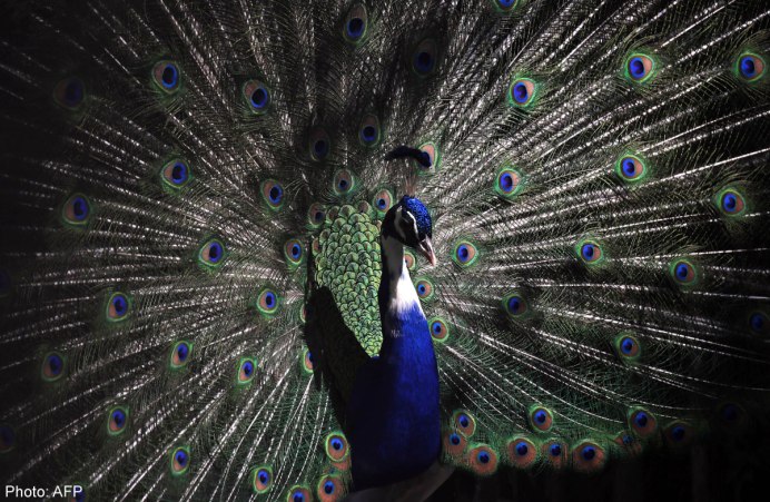 Обыкновенный Павлин Черноплечий