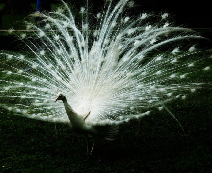 Павлин с сиреневыми пятнами