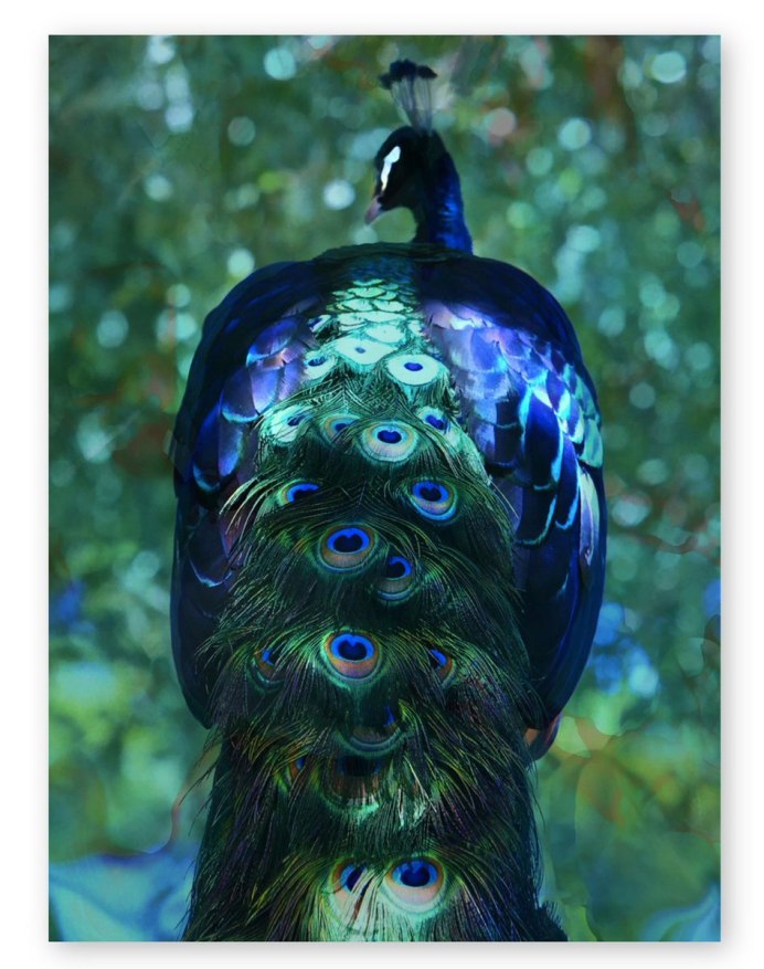 Размножение павлина