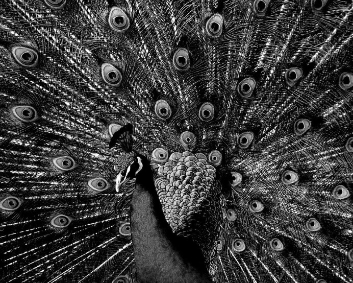 Фото коровы и павлина