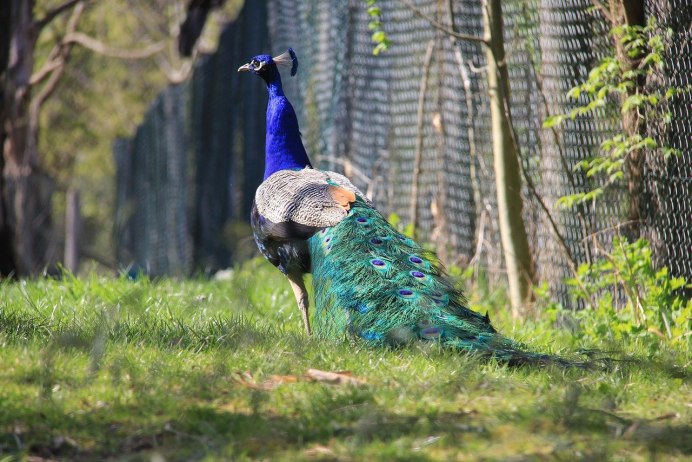 Индокитайский Павлин