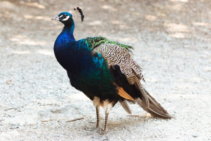 Черноплечий Павлин