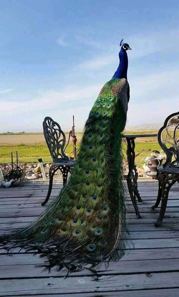 Павлин голова