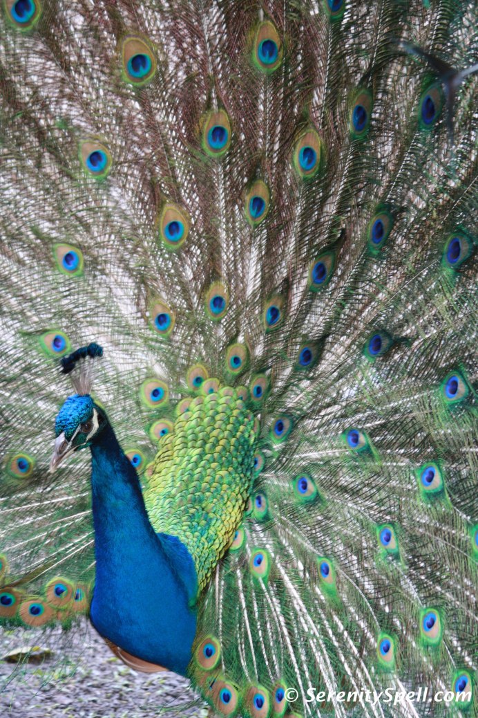 Королевский Павнил голубь