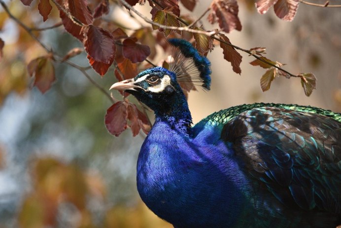 Павлин (Pavo cristatus)