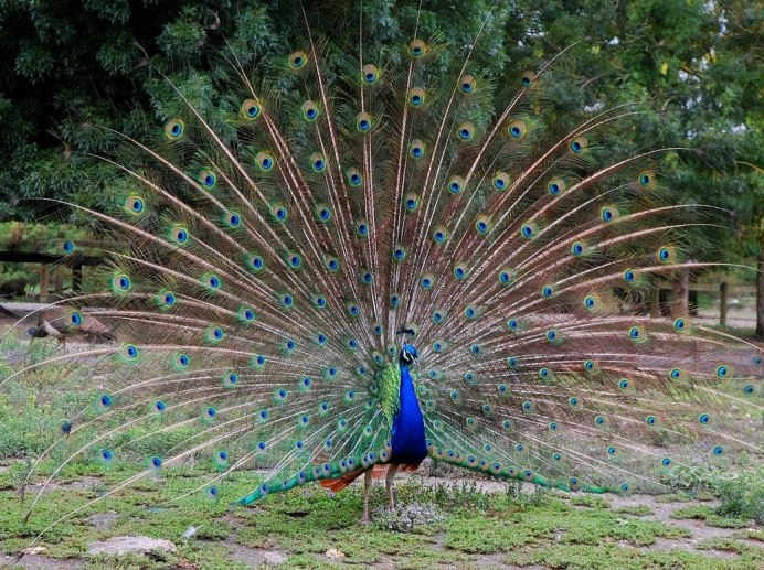 Пурпурно. Черноплечий Павлин
