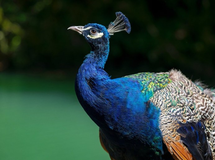 Чёрный Павлин птица