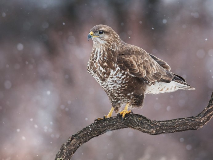 Обыкновенный канюк Buteo Buteo