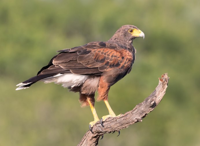 Тетеревятник (Accipiter gentilis)