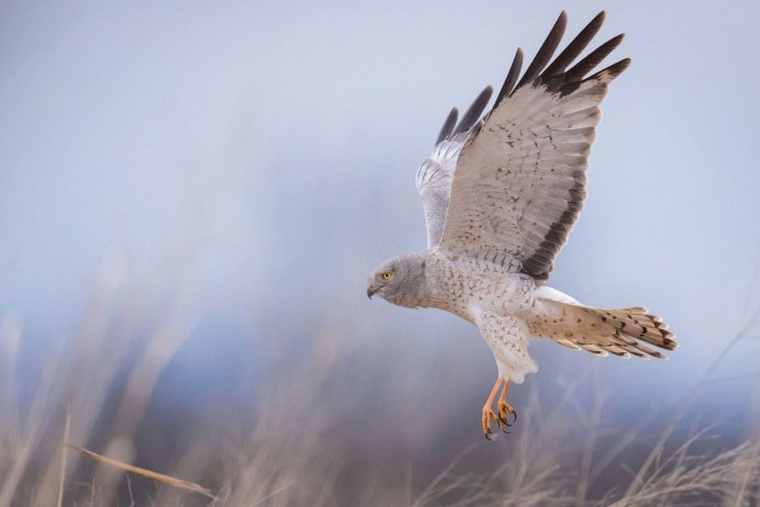 Ястреб - тетеревятник (Accipiter gentilis)