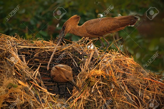 Hamerkop, Africa