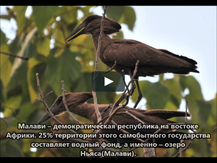 Молотоглав на белом фоне