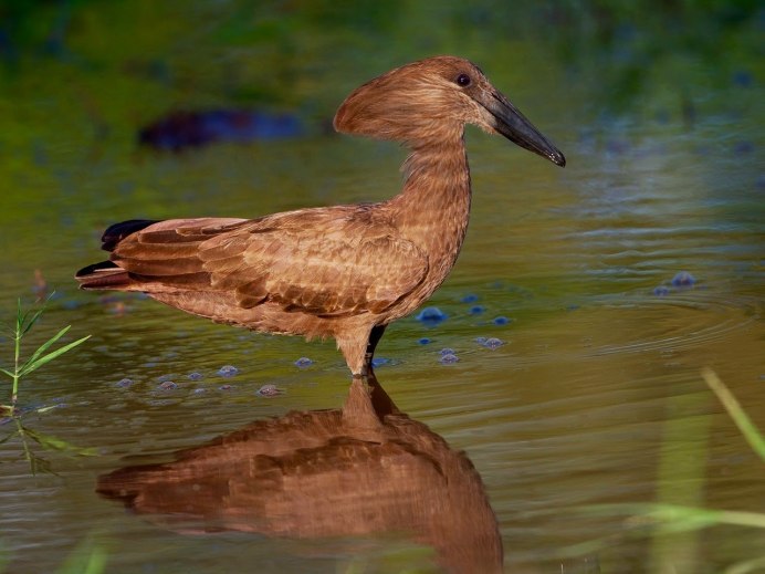 Птица Hamerkop