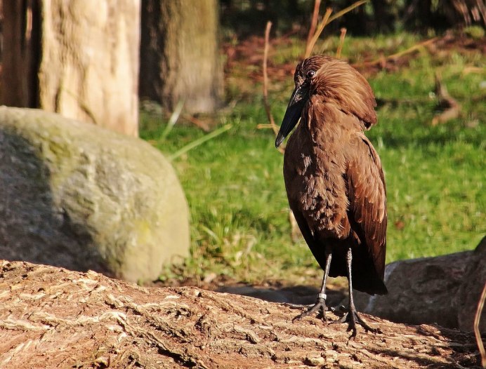 Птица Hamerkop