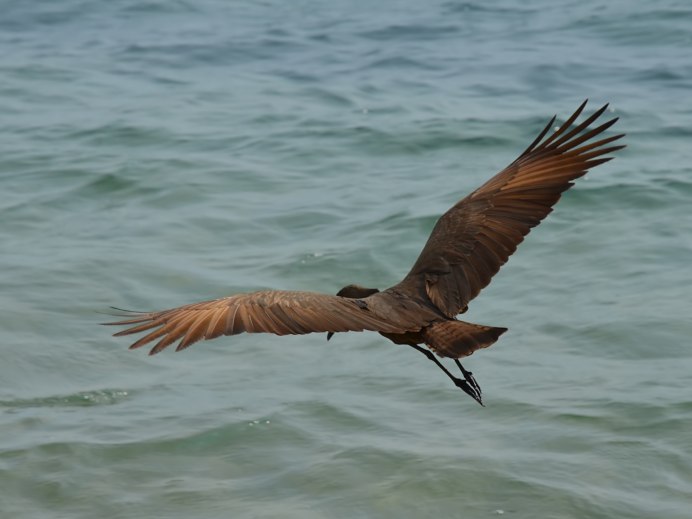Hamerkop Bird
