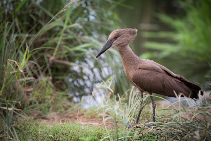 Птица Hamerkop
