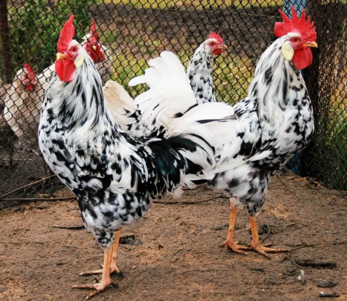 Белый Леггорн куры