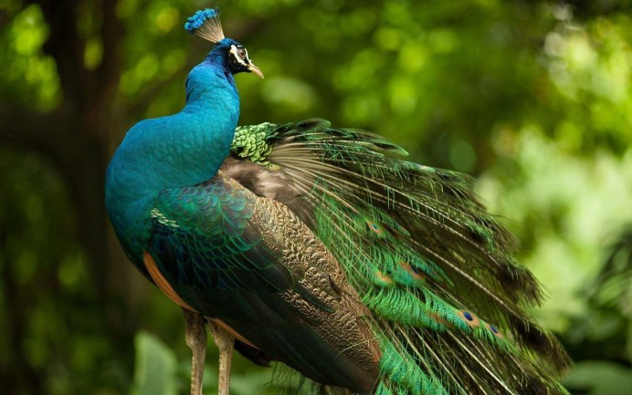 Кетцаль Мексика