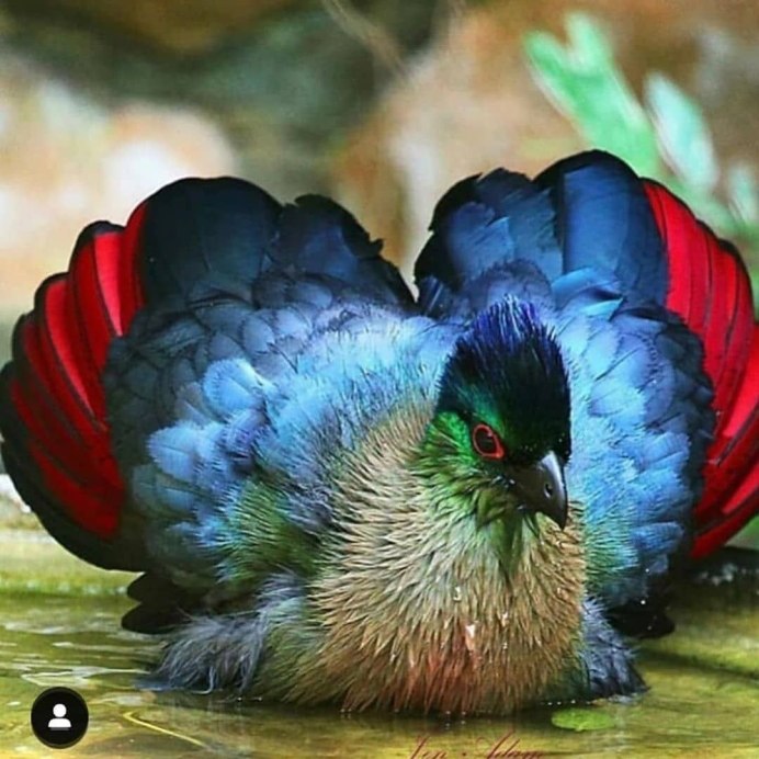 Райская танагра птица