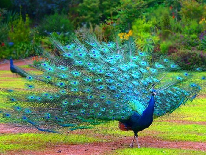 Птица Квезаль окрасы