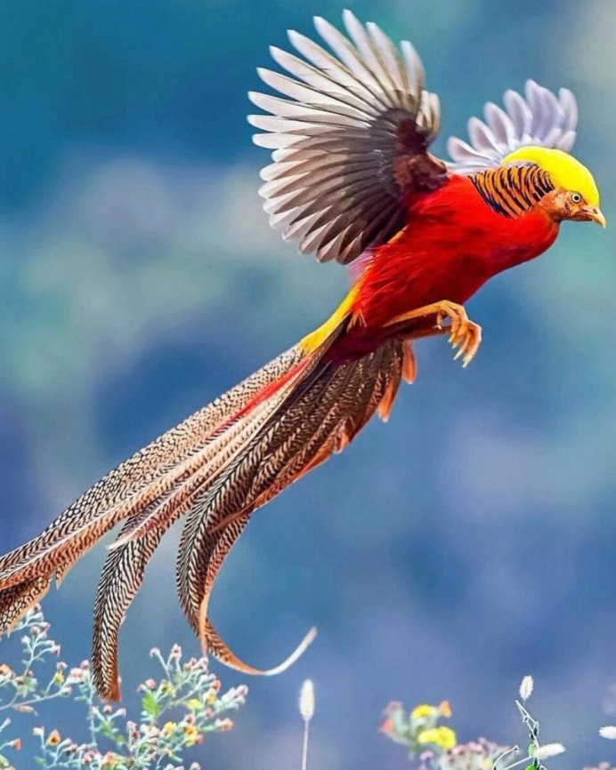 Павлин Мавлин птица