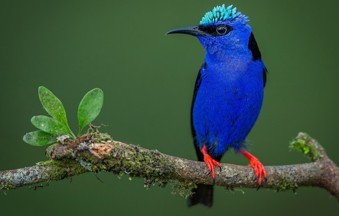 Конголезский Павлин