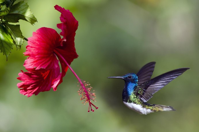 Утка Мандаринка