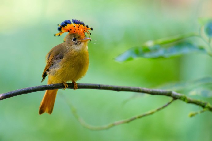 Восточный карликовый Зимородок