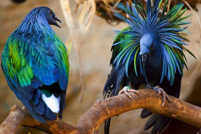 Каштановогрудый венценосный Колибри