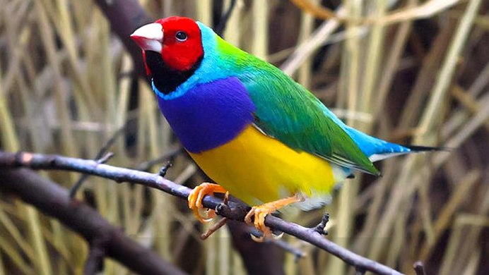 Толстоклювая Лазоревая сорока