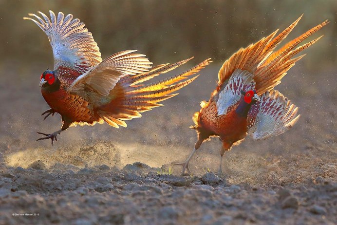 Фазан Крымский