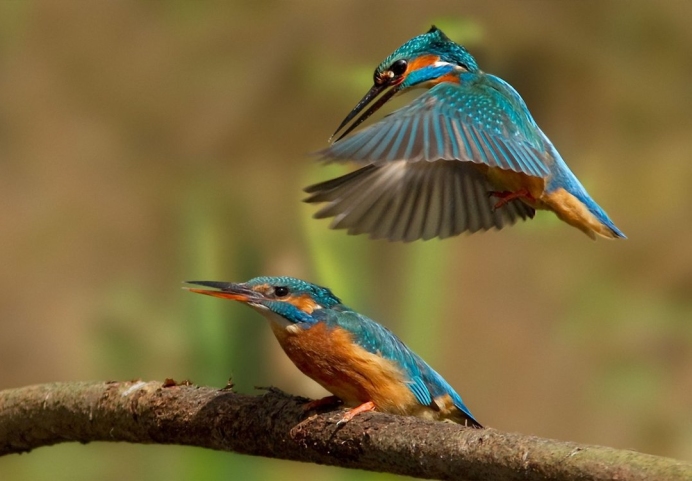 Квезаль Священная птица