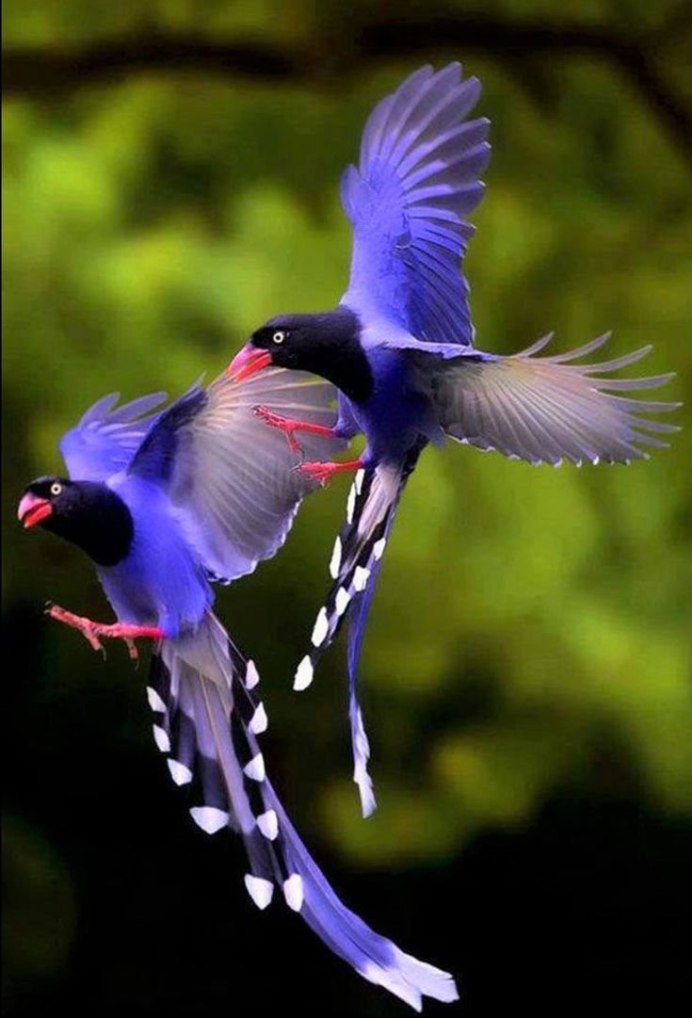 Веероносный венценосный голубь