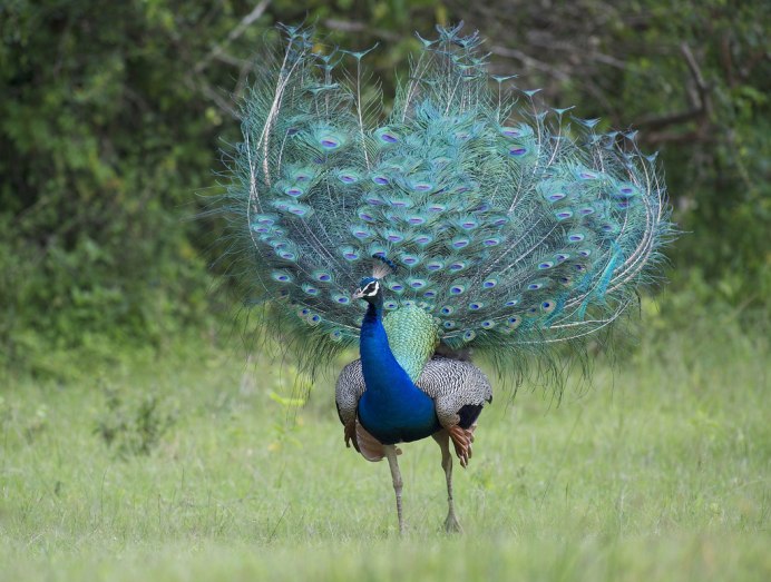 Яркие птицы