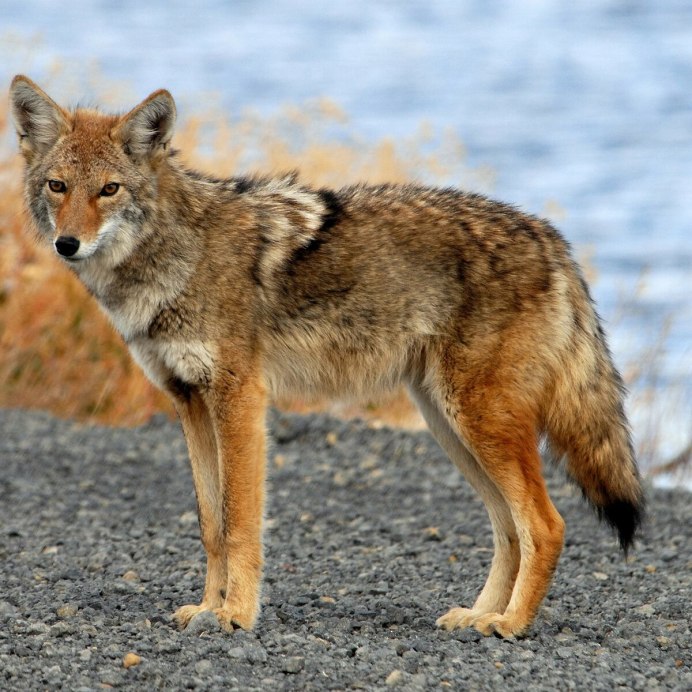 Lycaon Wolf