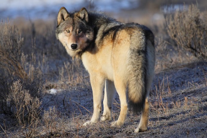 Иберийский волк (canis Lupus signatus)