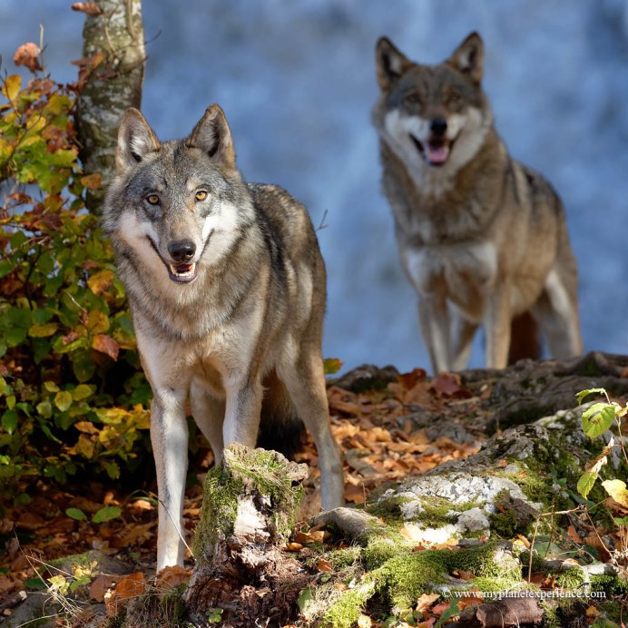 Wolf Computer