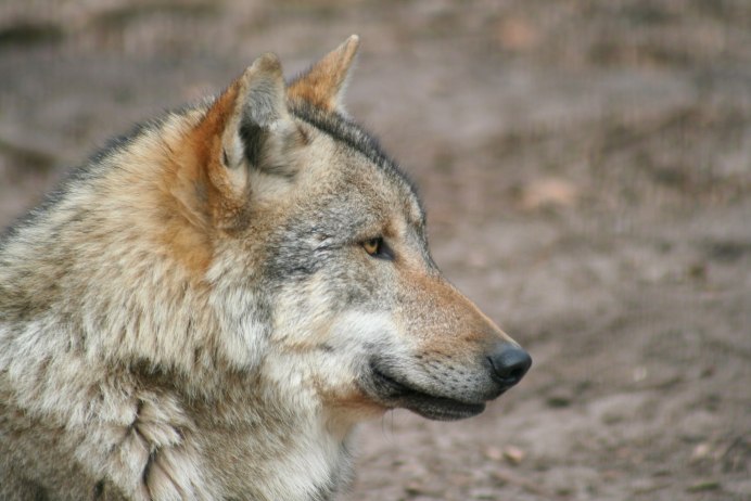 Волк canis Lupus