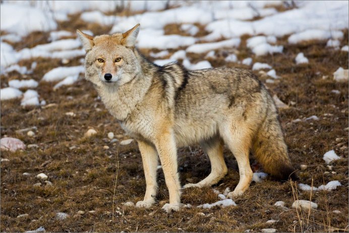 Волк - canis Lupus l.