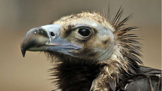 Африканские ушастые Грифоны