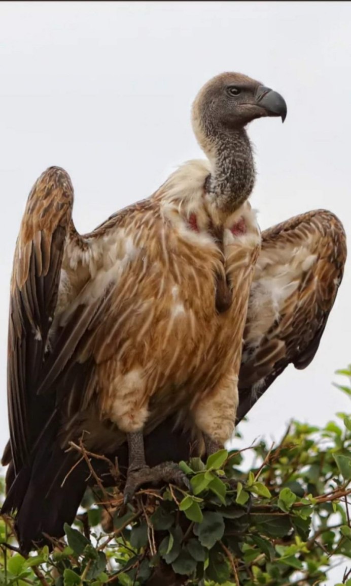 Смешные птицы