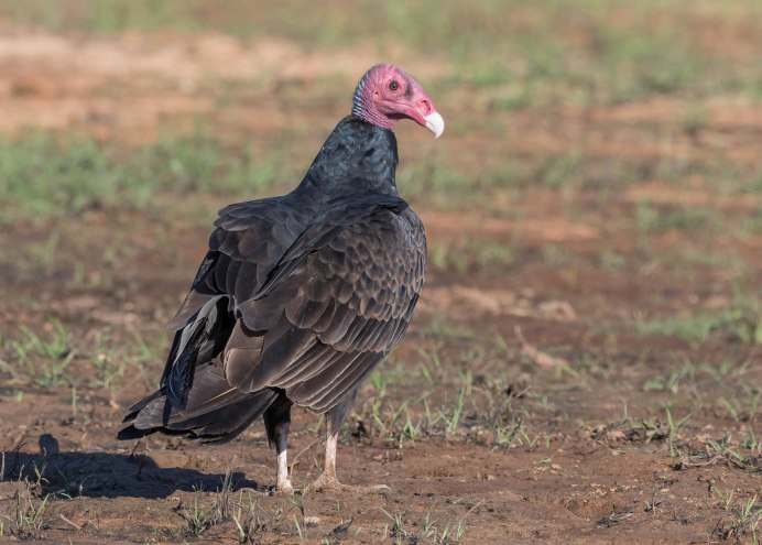 Стервятник падальщик