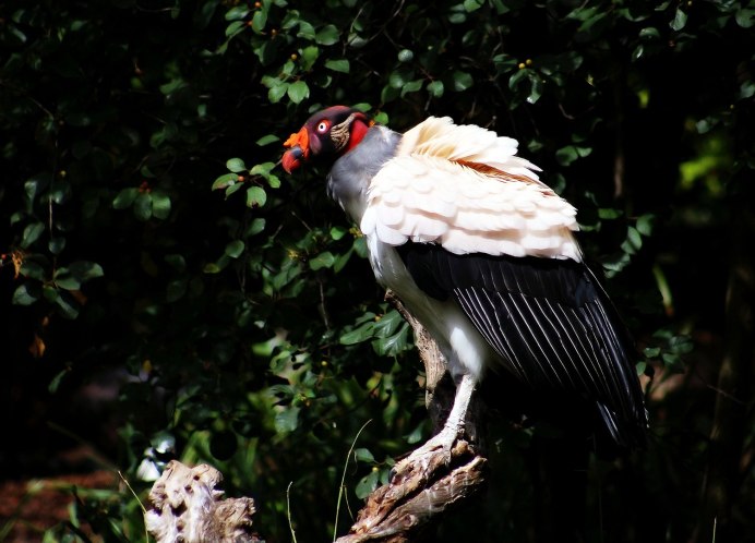 Белоголовый ястреб падальщик