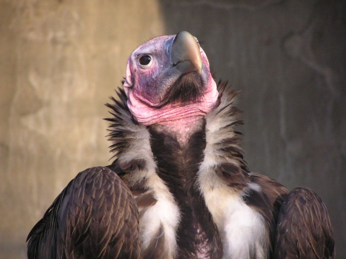 Черный гриф Aegypius monachus