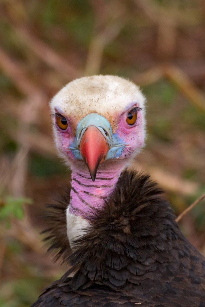 Африканский белогорлый гриф