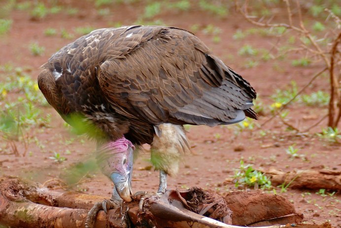Vulture Bird
