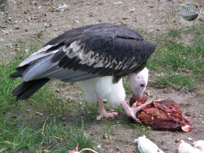Lappet-faced Vulture