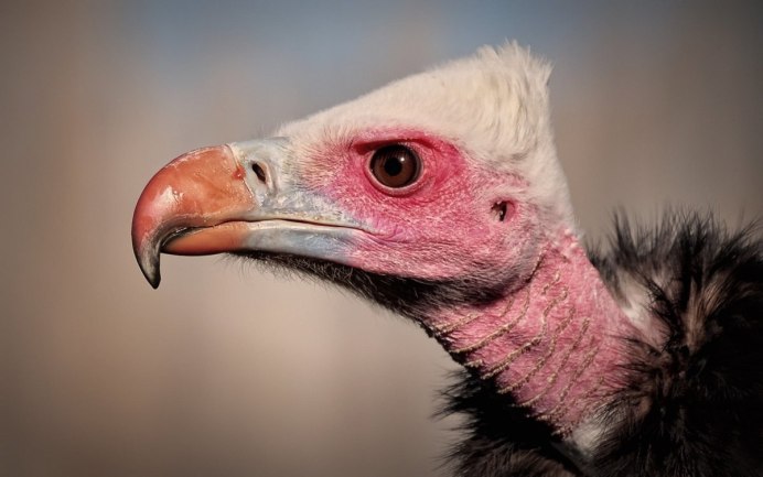 Африканские ушастые Грифоны