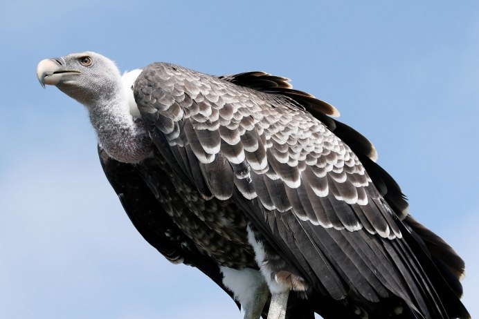 Белоголовый ястреб падальщик