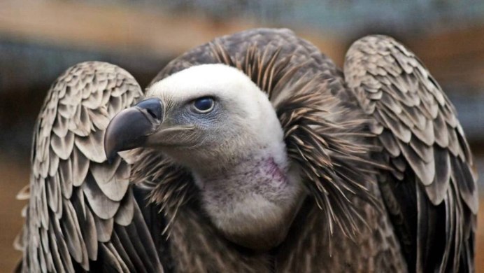 Африканский белобокий гриф